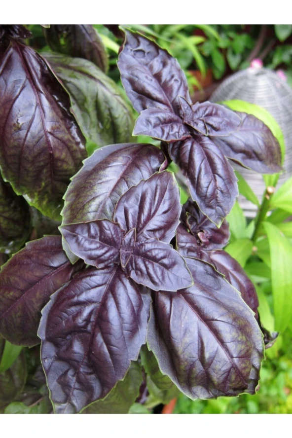 ERDEM GARDEN Doğal Sebze Tohumu Fesleğen Mor Reyhan 1000 Ad. Yerli Tohum ürün görseli