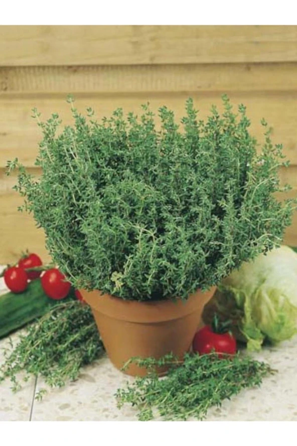 ERDEM GARDEN Doğal Anadolu Dağ Kekiği Kekik Tohumu 1000 Ad. Yerli Tohum ürün görseli