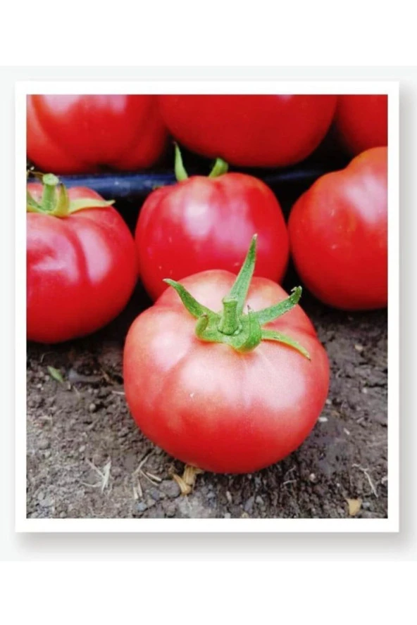 AGRODAL TARIM Ata Tohumu Yerli Doğal Oturak Pembe Köy Domatesi 100 Adet Tohum ürün görseli