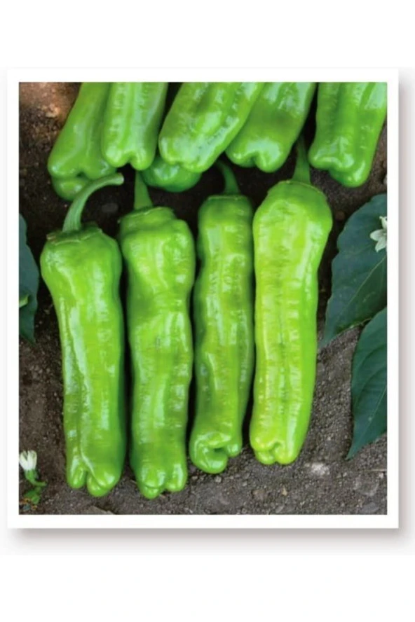 AGRODAL TARIM Ata Tohumu Yerli Doğal Tatlı Üçburun Yeşil Biber Mazamort 100 Adet Tohum ürün görseli