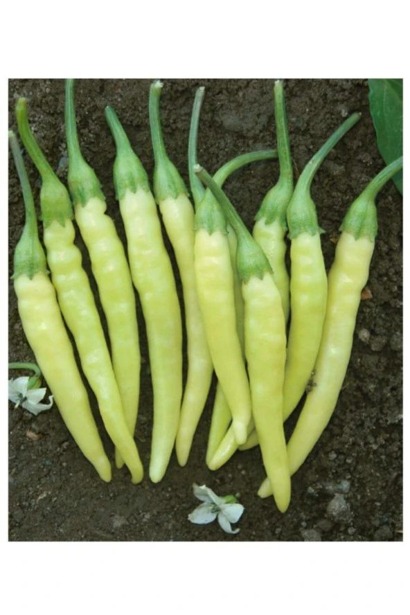 AGRODAL TARIM Ata Tohumu Yerli Doğal Turşuluk Acı Biber 100 Ad Tohum ürün görseli