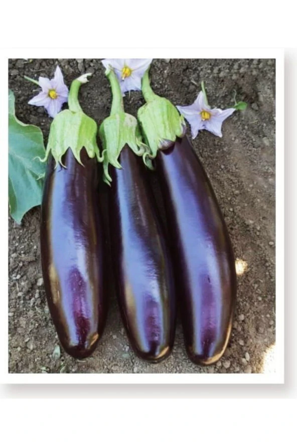 AGRODAL TARIM Ata Tohumu Yöresel Yerli Doğal Kemer Patlıcan Tohumu 100 Adet Tohum ürün görseli