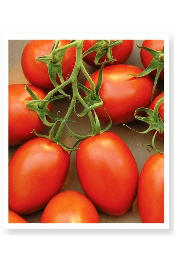 AGRODAL TARIM Ata Tohumu Yerli Oturak Doğal Salçalık Bursa Domatesi 100 Adet Tohum ürün görseli