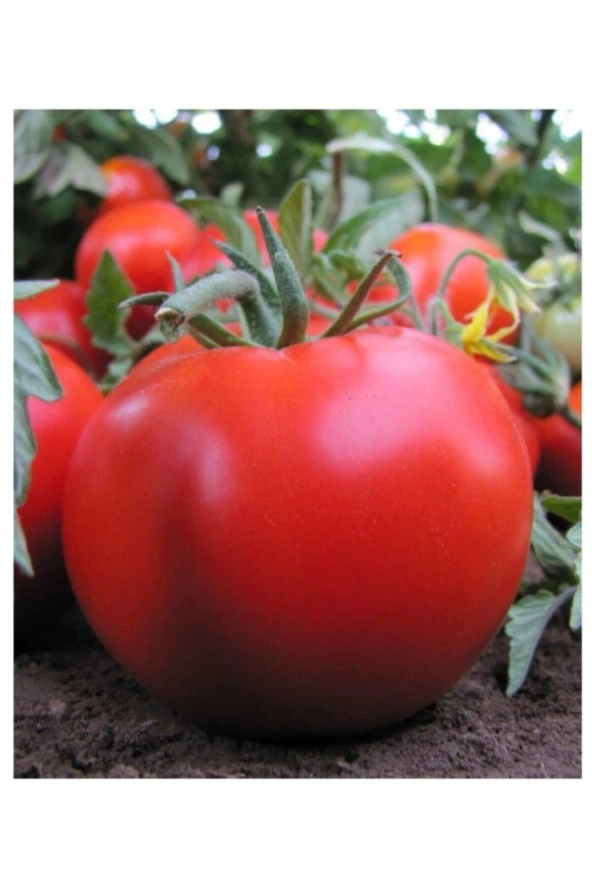 AGRODAL TARIM Ata Tohumu Yerli Doğal Oturak Sofralık Domates 100 Adet Tohum - Resim 2