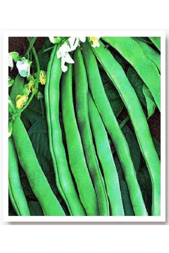 AGRODAL TARIM Ata Tohumu Yerli Doğal Yeşil Taze Sırık Fasulye 50 Adet Tohum ürün görseli