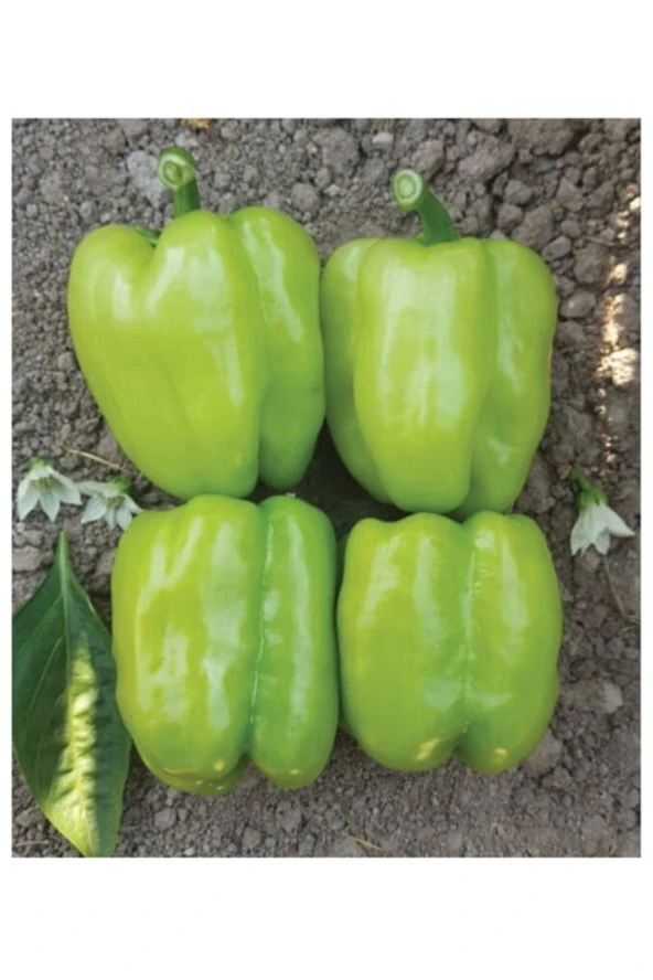 AGRODAL TARIM Ata Tohumu Yerli Tatlı Kandil Dolma Biberi 100 Adet Doğal Tohum ürün görseli
