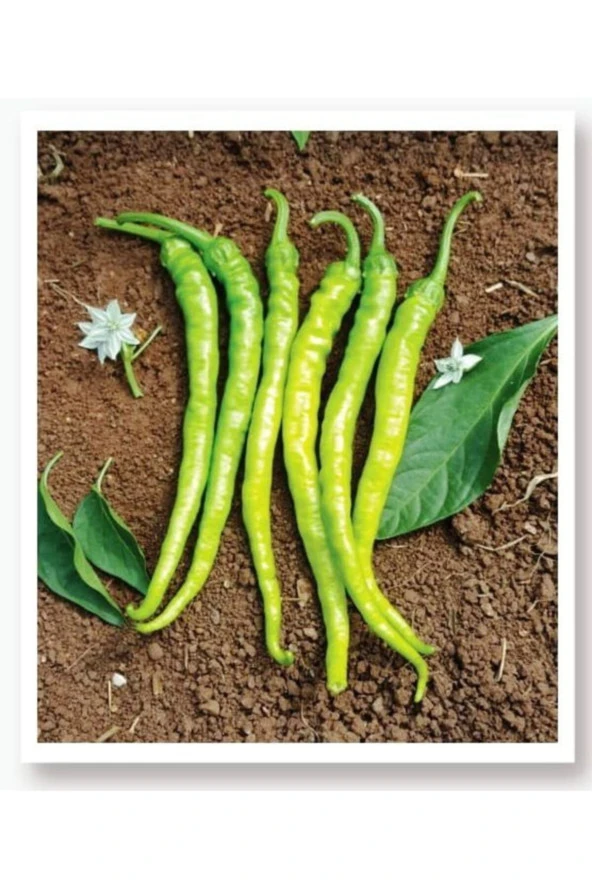 AGRODAL TARIM Ata Tohumu Yöresel Yerli Doğal Sivri Biber Acı Ilıca 100 Adet Tohum ürün görseli