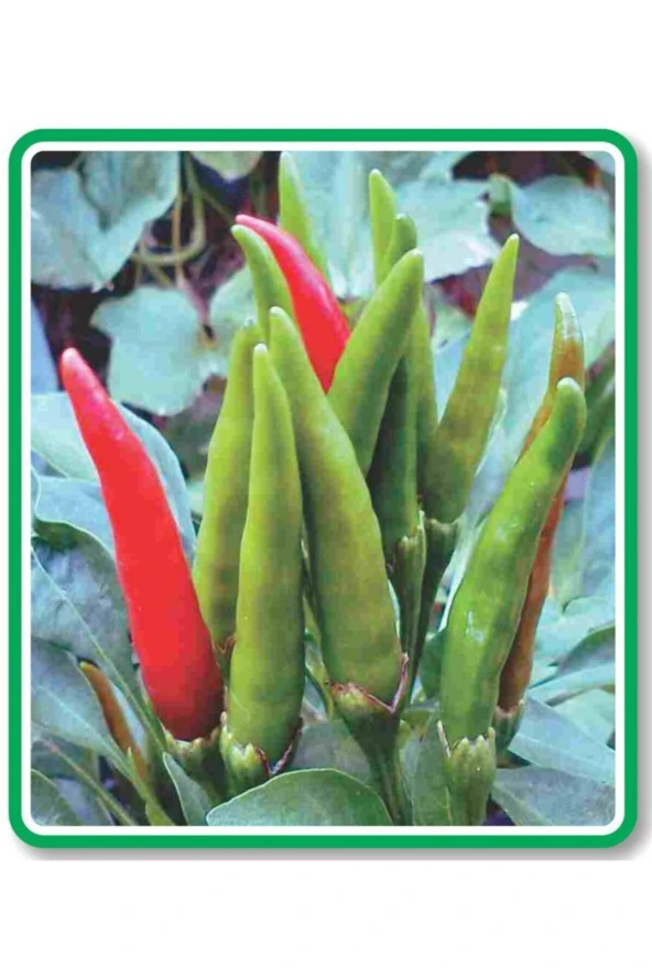 AGRODAL TARIM Ata Tohumu Yerli Doğal Turşuluk Acı Süslü Biberi 100 Adet Tohum ürün görseli