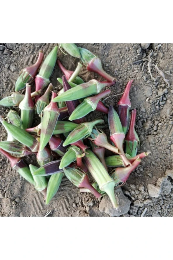 AGRODAL TARIM Ata Tohumu Yerli Doğal Kınalı Bamya 100 Adet Tohum ürün görseli