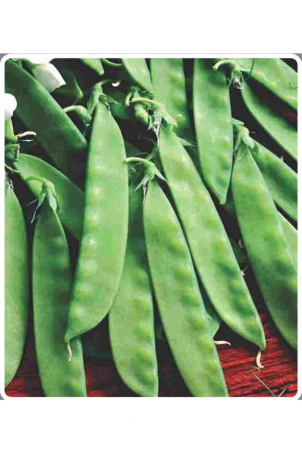 AGRODAL TARIM Ata Tohumu Yerli Doğal Taze Yaprak Bezelye 50 Adet Tohum ürün görseli