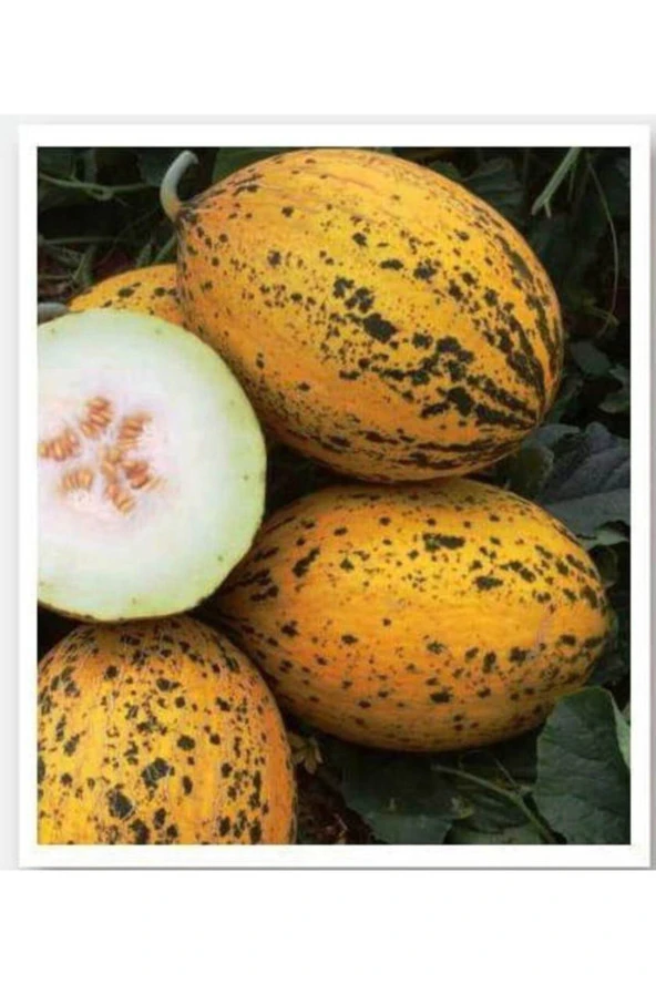 AGRODAL TARIM Ata Tohumu Yerli Doğal Kışlık Kavun Kırkağaç-589 Tip 100 Adet Tohum ürün görseli