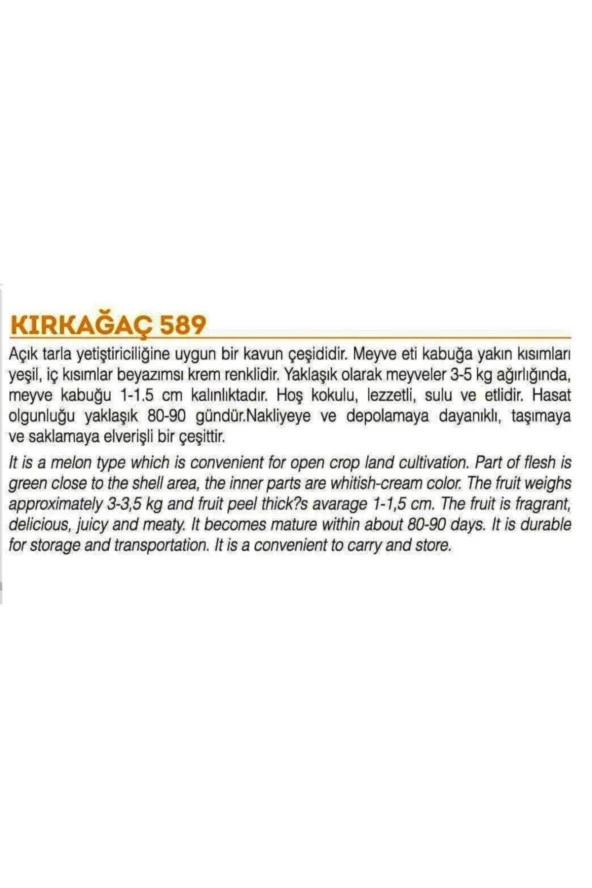AGRODAL TARIM Ata Tohumu Yerli Doğal Kışlık Kavun Kırkağaç-589 Tip 100 Adet Tohum - Resim 2