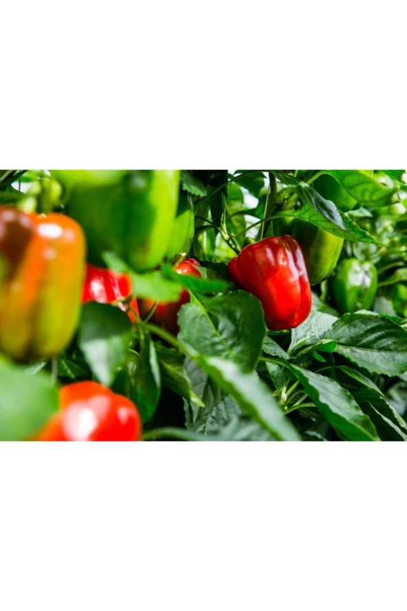 AGRODAL TARIM Ata Tohumu Yerli Doğal Hatay Acı Dolma Biberi 500 Adet Tohum ürün görseli