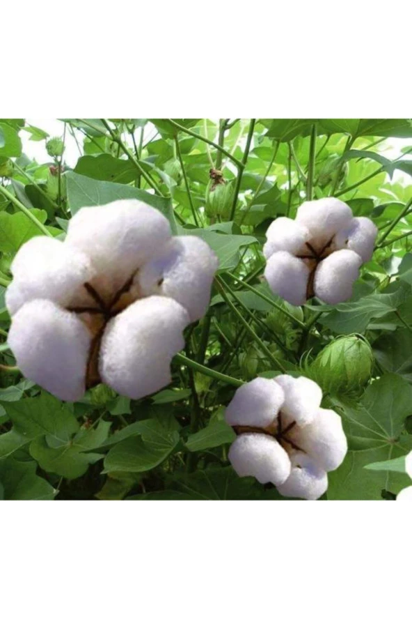 AGRODAL TARIM Havlı (TÜYLÜ) Pamuk Tohumu Süs Pamuğu 50 Adet - Resim 2