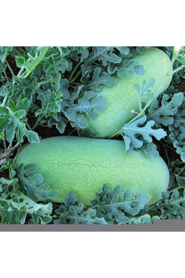 AGRODAL TARIM Nadir Bulunan Yerli Doğal Charleston Gray Karpuz 20 Adet Tohum ürün görseli
