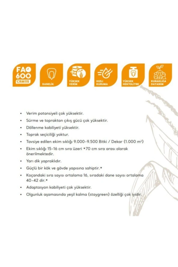 AGRODAL TARIM Yüksek Boylu Danelik Mısır Haşlama Közleme 50 Adet Tohum - Resim 2