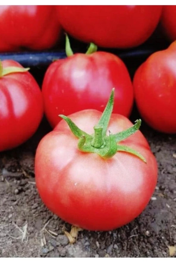 AGRODAL TARIM Ata Tohumu Yerli Doğal Oturak Pembe Köy Domatesi 1000 Adet Tohum