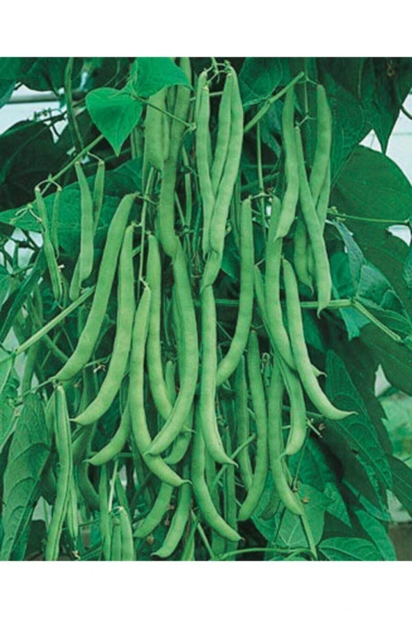 AGRODAL TARIM Ata Tohumu Yerli Doğal Taze Sırık Fasulye Aslı 50 Adet Tohum ürün görseli