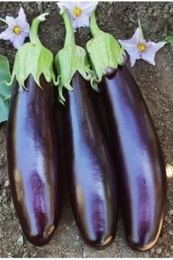 AGRODAL TARIM Ata Tohumu Yöresel Yerli Doğal Kemer Patlıcan Tohumu 1000 Adet Tohum ürün görseli