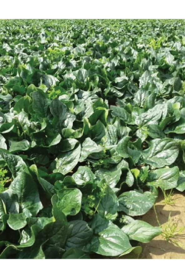 AGRODAL TARIM Ata Tohumu Yerli Doğal Ispanak Tohumu 500 Adet Tohum ürün görseli