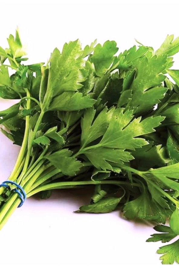 AGRODAL TARIM Ata Tohumu Yerli Doğal Iri Yaprak Maydanoz 2500 Tohum ürün görseli