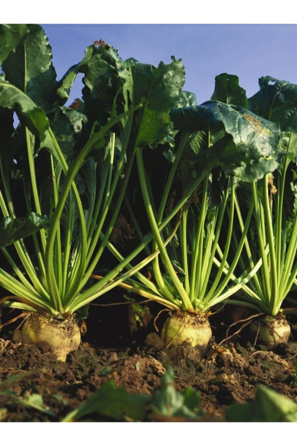 AGRODAL TARIM Ata Tohumu Yerli Doğal Beyaz Şeker Pancarı 100 Adet Tohum
