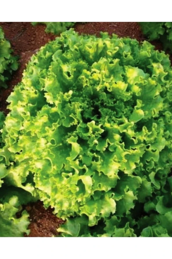 AGRODAL TARIM Ata Tohumu Yerli Doğal Kıvırcık Marul Füsun 1000 Adet Tohum ürün görseli