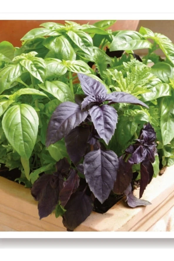 AGRODAL TARIM Ata Tohumu Yerli Doğal Kokulu Mor Reyhan Turan 1000 Adet Sebze Tohumu ürün görseli