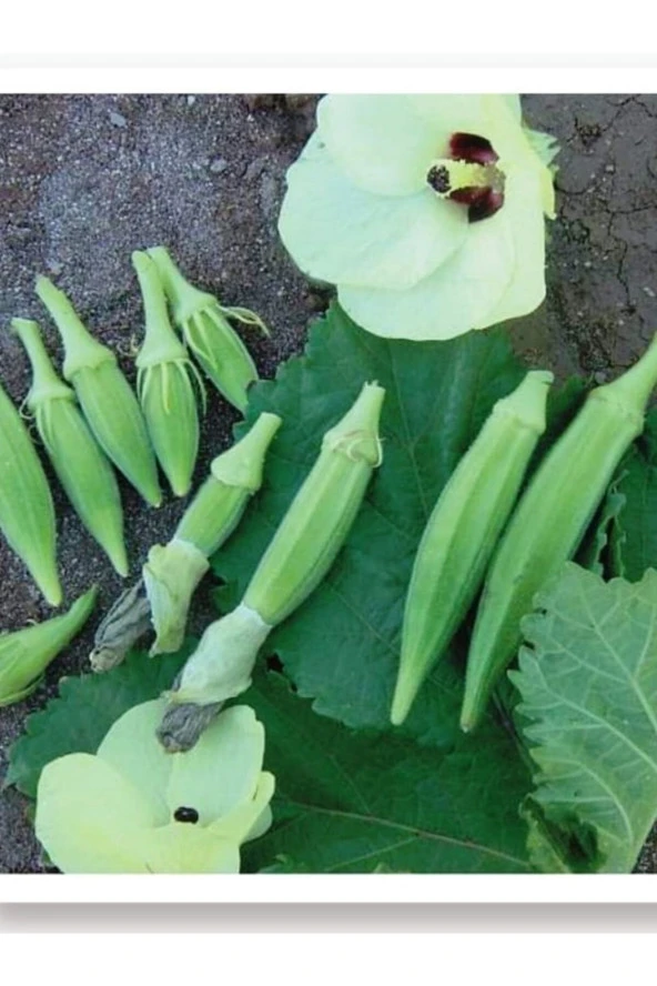AGRODAL TARIM Ata Tohumu Yerli Bamya 100 Adet Doğal Tohum ürün görseli