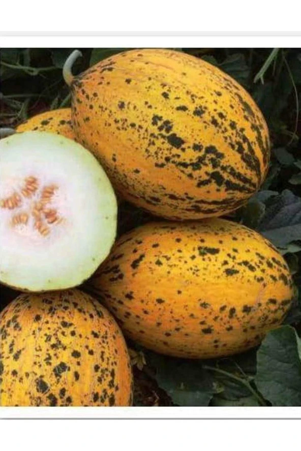 AGRODAL TARIM Ata Tohumu Yerli Doğal Kışlık Kavun 589-kırkağaç 100 Adet Tohum ürün görseli