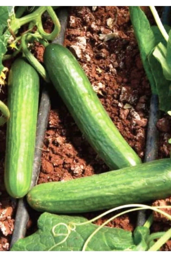 AGRODAL TARIM Ata Tohumu Doğal Salatalık Aranan Reyha Yerli Hıyar 100 Adet Tohum - Resim 2