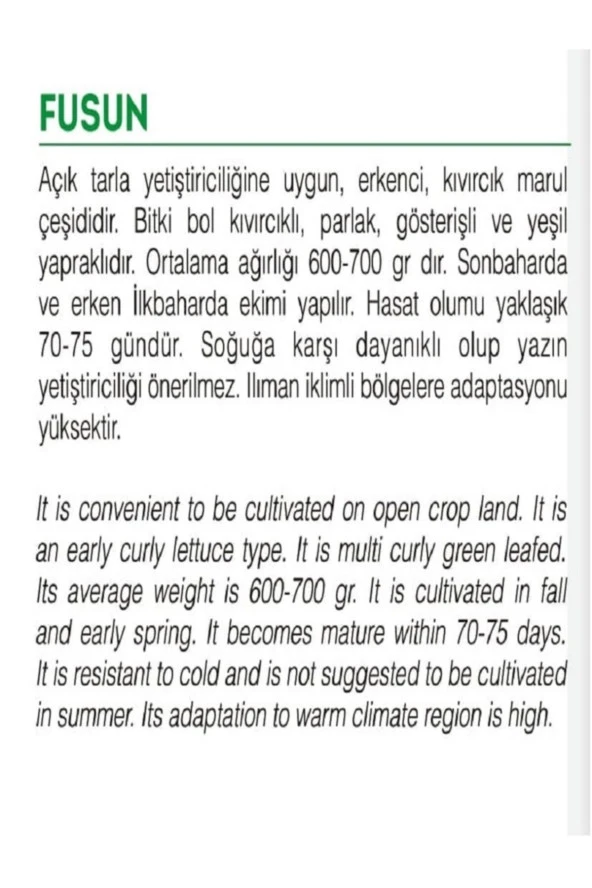 AGRODAL TARIM Ata Tohumu Yerli Doğal Kıvırcık Marul Füsun 1000 Adet Tohum - Resim 2