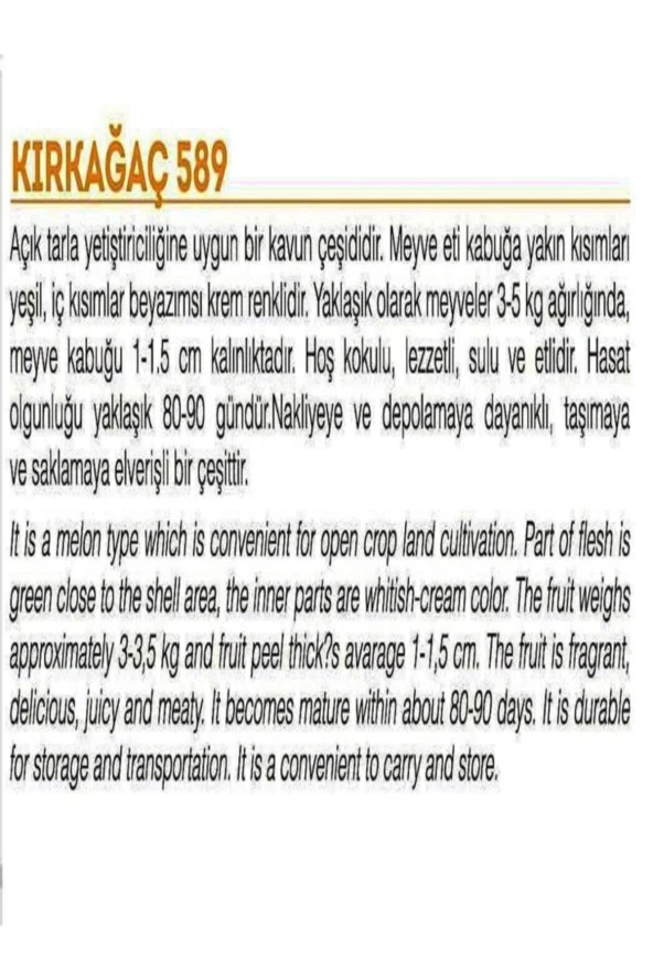 AGRODAL TARIM Ata Tohumu Yerli Doğal Kışlık Kavun 589-kırkağaç 100 Adet Tohum - Resim 2