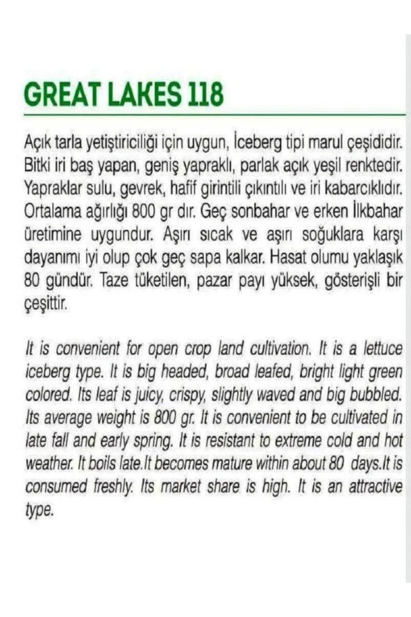 AGRODAL TARIM Ata Tohumu Yerli Doğal Göbek Marul Iceberg Great Lakes 1000 Adet Sebze Tohumu - Resim 2