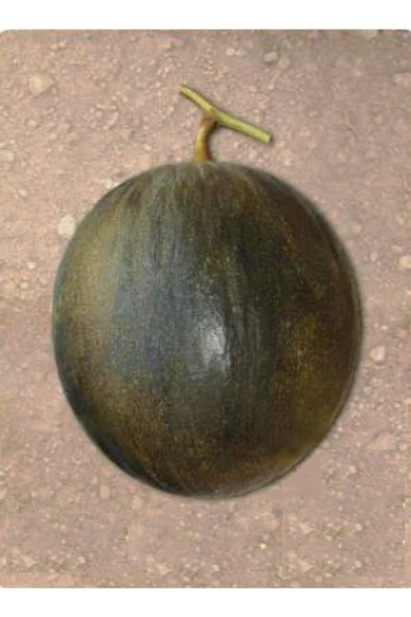 AGRODAL TARIM Ata Tohumu Yerli Doğal Kışlık Kavun Karabey 100 Adet Tohum ürün görseli