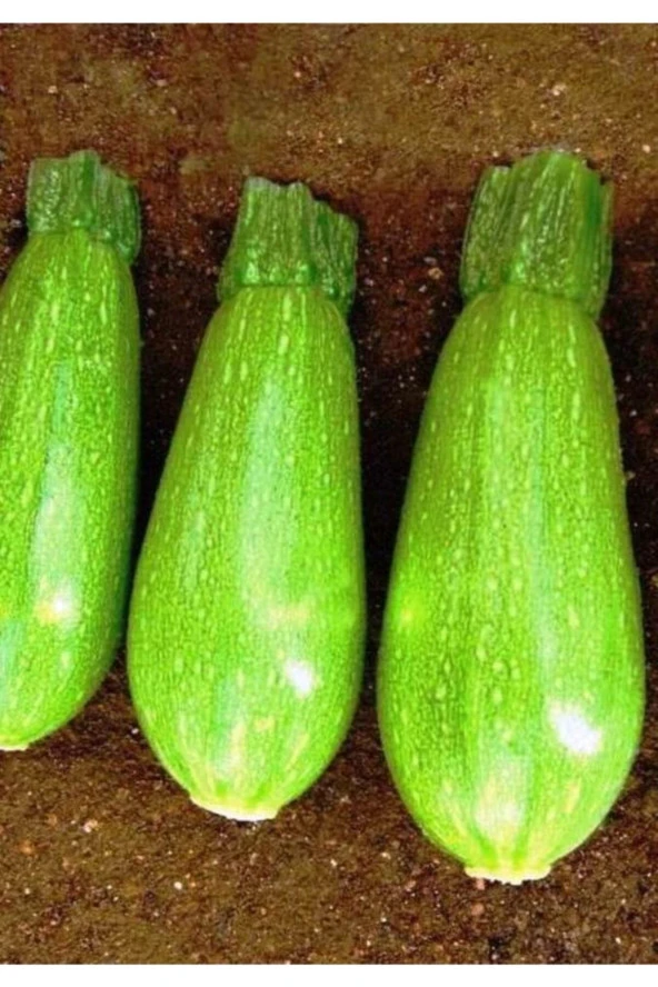 AGRODAL TARIM Ata Tohumu Yerli Dolmalık Ampul Kabak Kumsal 20 Adet Doğal Tohum ürün görseli