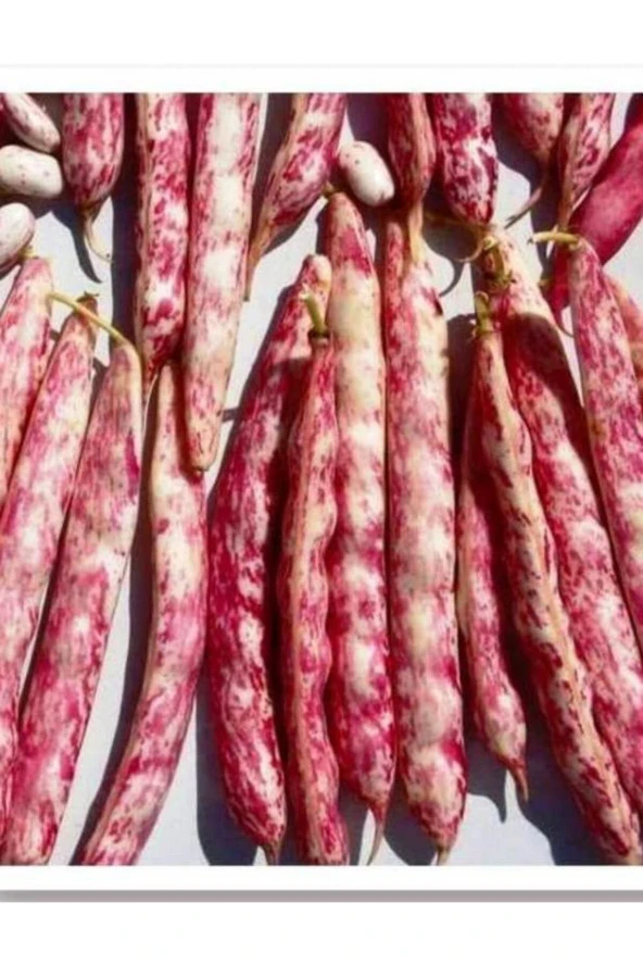 AGRODAL TARIM Yerli Sırık Barbunla Berra 50 Adet Tohum ürün görseli