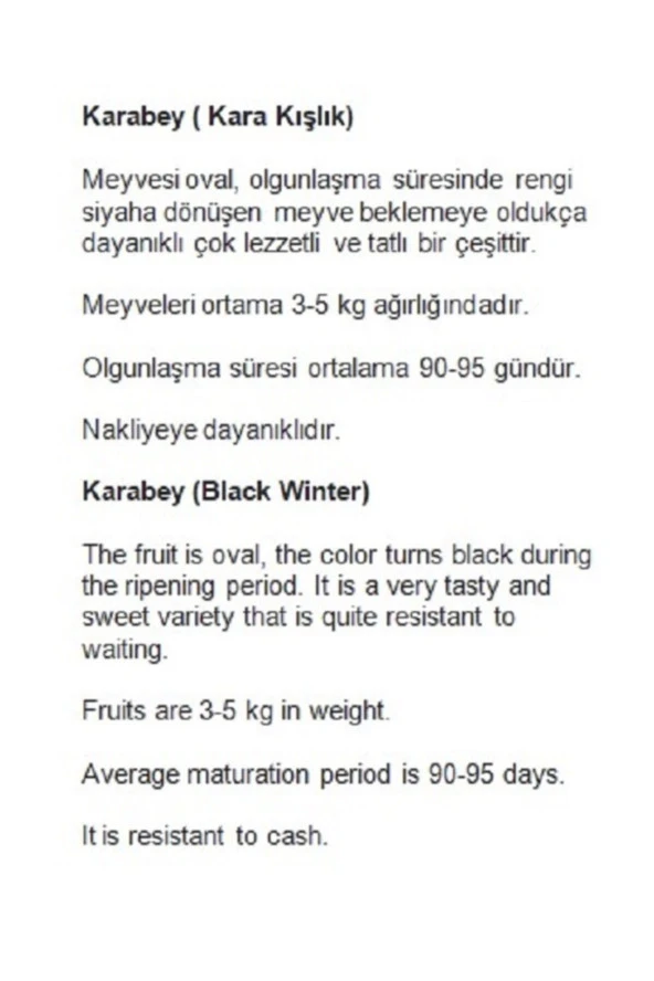 AGRODAL TARIM Ata Tohumu Yerli Doğal Kışlık Kavun Karabey 100 Adet Tohum - Resim 2