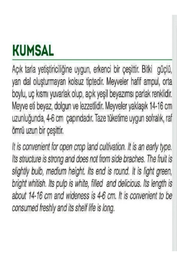 AGRODAL TARIM Ata Tohumu Yerli Dolmalık Ampul Kabak Kumsal 20 Adet Doğal Tohum - Resim 2