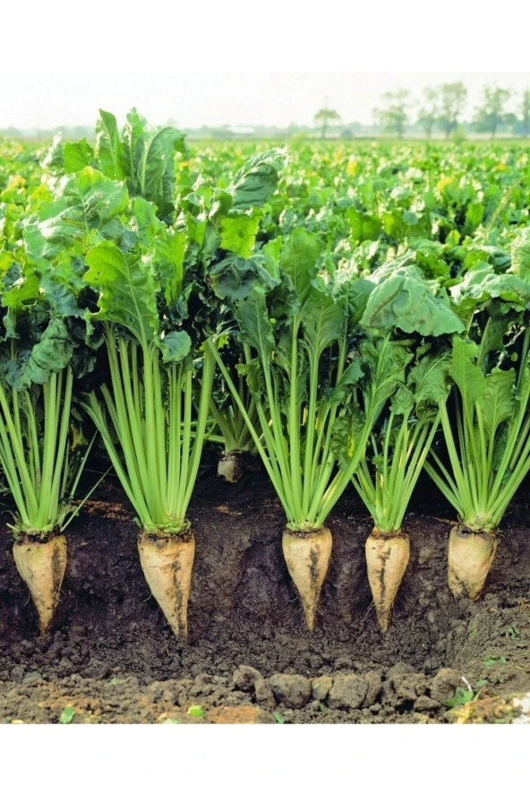 AGRODAL TARIM Ata Tohumu Yerli Doğal Beyaz Şeker Pancarı 100 Adet Tohum - Resim 3