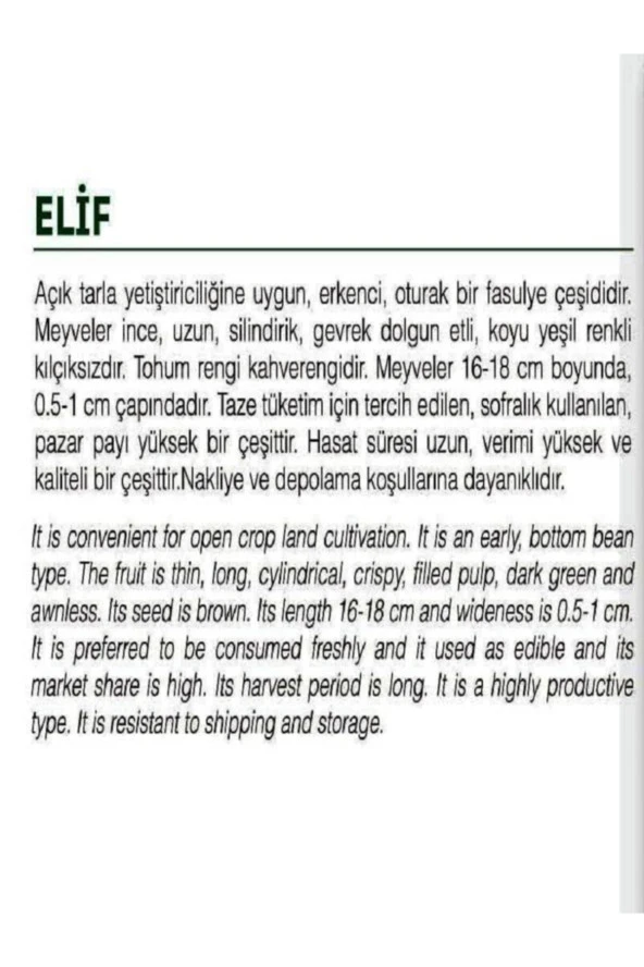 AGRODAL TARIM Ata Tohumu Yerli Oturak Taze Yeşil Fasulye Elif 50 Adet Doğal Tohum - Resim 2