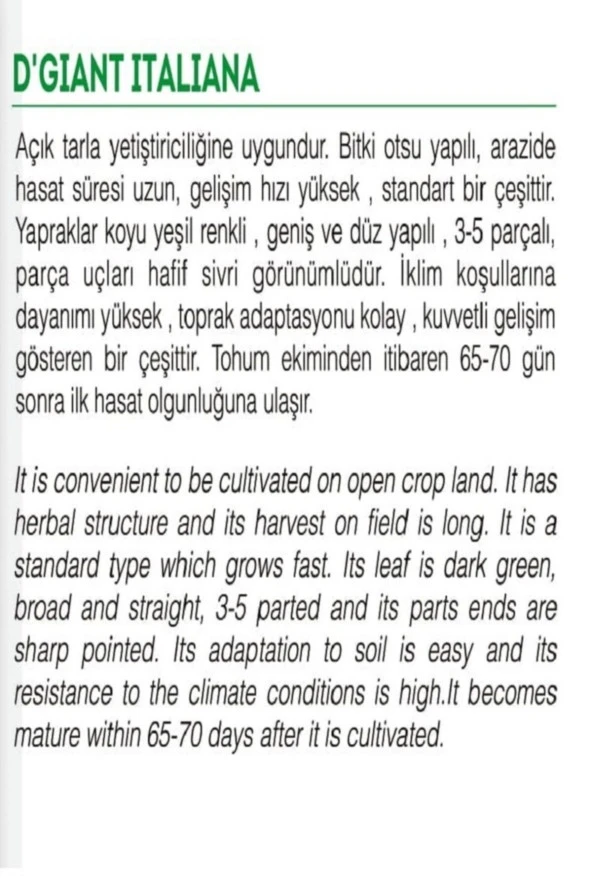 AGRODAL TARIM Ata Tohumu Yerli Doğal Iri Yaprak Maydanoz 2500 Tohum - Resim 2