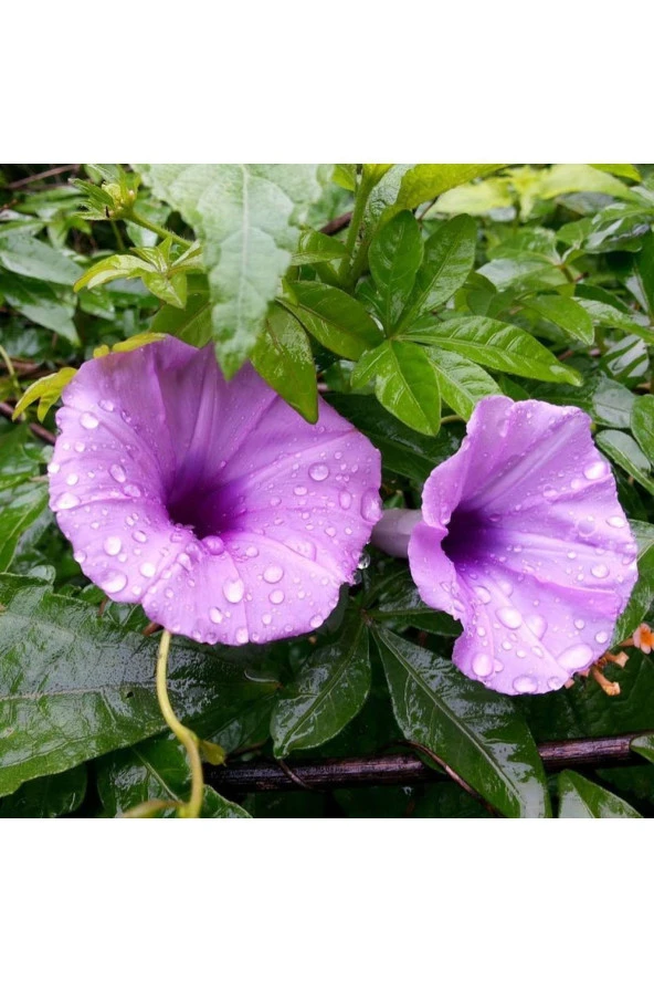 AGRODAL TARIM Ipomea Çiçeği Tohumu ürün görseli