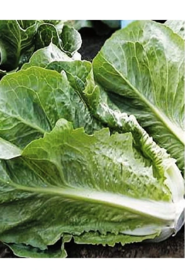 AGRODAL TARIM Ata Tohumu Doğal Marul Tohumu Yedikule 1000 Adet Yerli Tohum ürün görseli