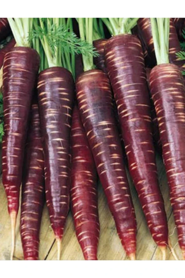 AGRODAL TARIM Ata Tohumu Yerli Doğal Kara Şalgam Mor Havuç Tohumu 1000 Adet Tohum ürün görseli