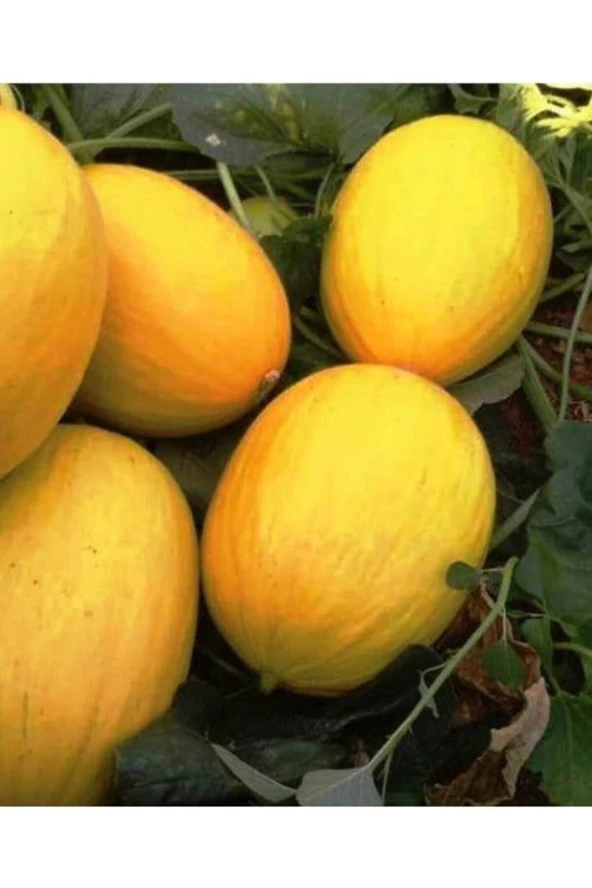 AGRODAL TARIM Ata Tohumu Yerli Doğal Kışlık Tatlı Kavun Sarıkaya 100 Adet Tohum ürün görseli