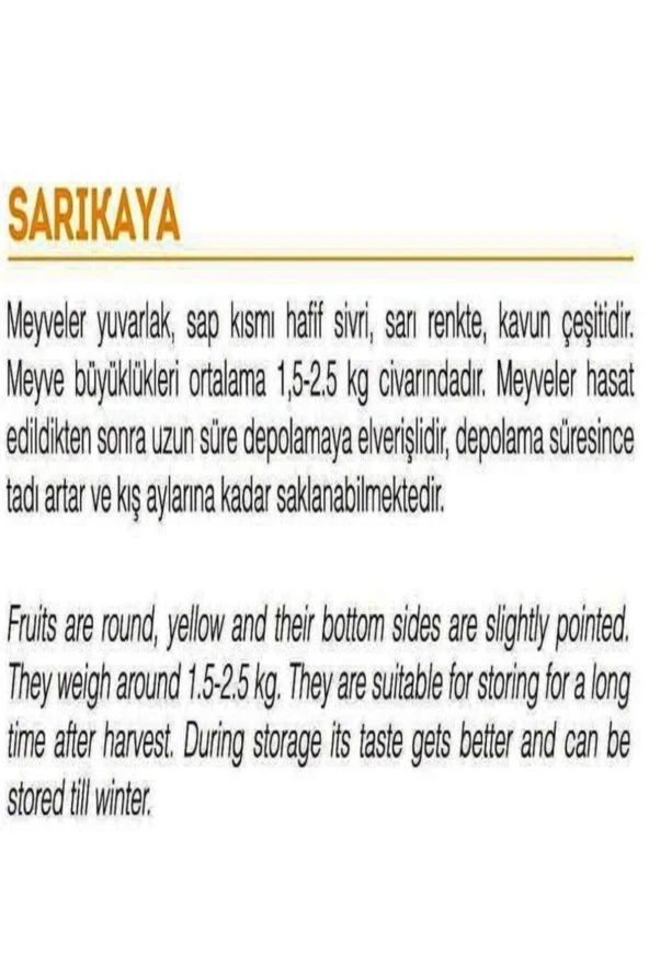 AGRODAL TARIM Ata Tohumu Yerli Doğal Kışlık Tatlı Kavun Sarıkaya 100 Adet Tohum - Resim 2