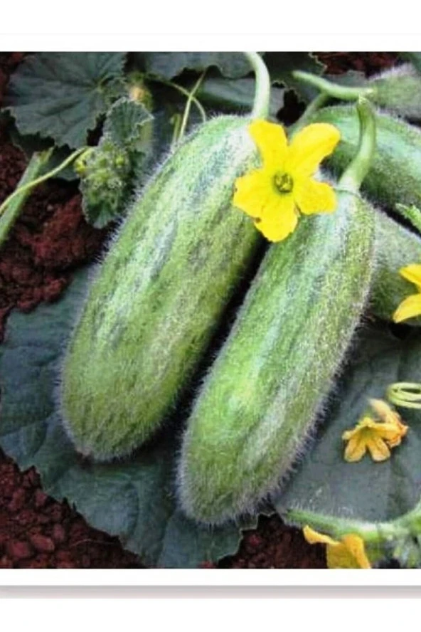 AGRODAL TARIM Ata Tohumu Doğal Yerli Turşuluk Kara Acur Karadibek 100 Adet Tohum ürün görseli