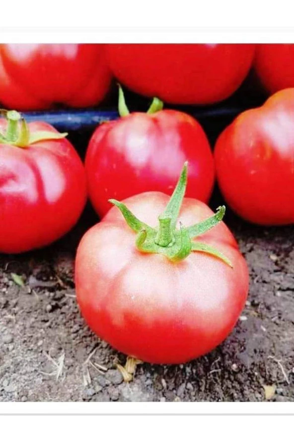 AGRODAL TARIM Ata Tohumu Yerli Doğal Oturak Pembe Domates Samira 1000 Adet Tohum ürün görseli