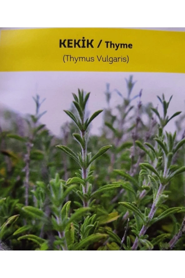 AGRODAL TARIM Ata Tohumu Yerli Doğal Kokulu Kekik Tohumu Yaklaşık 1 gr Tohum ürün görseli